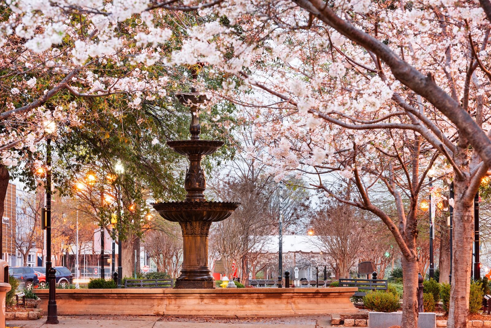 cherry blossoms in macon georgia