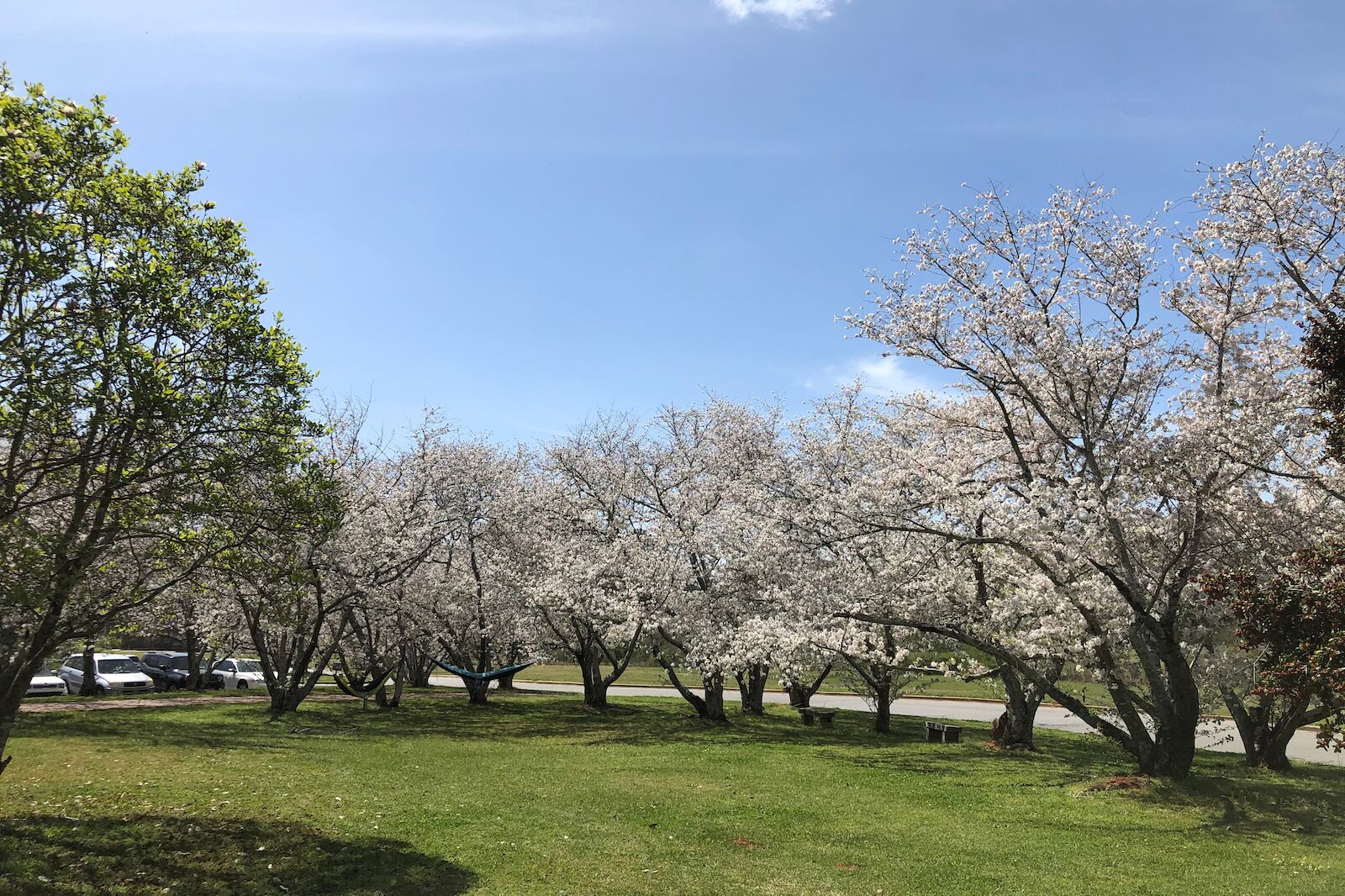 cherry blossoms