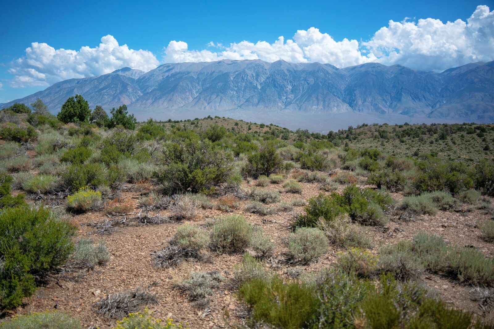 The White Mountains are north of Whitney, near Bishop, CA. 