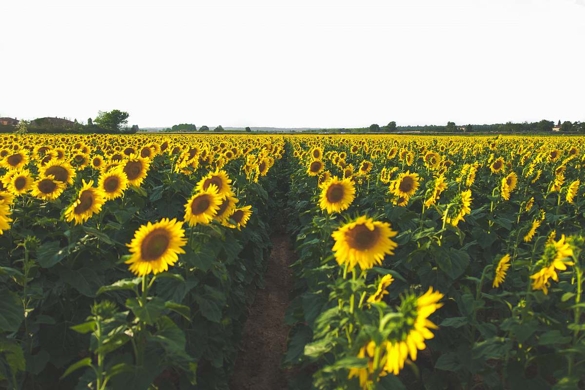 plant yellow sunflower field blossom