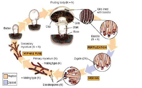 Amanita muscaria: Life Cycle & Reproduction