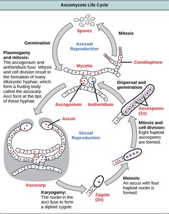 Ascomycota Wikipedia