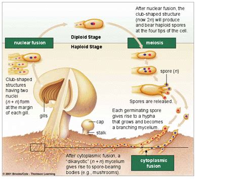 Club Fungi Life Cycle | www.pixshark.com Images ...