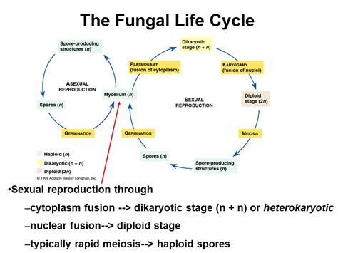 Domain Eukarya Kingdom Fungi. ppt video online download