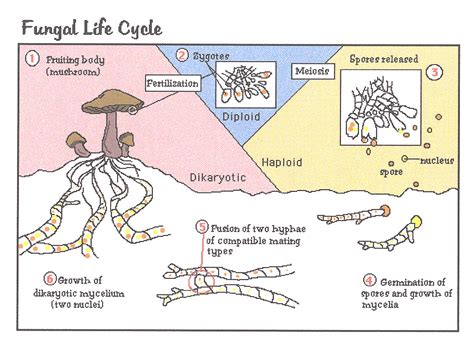 fungal reproduction