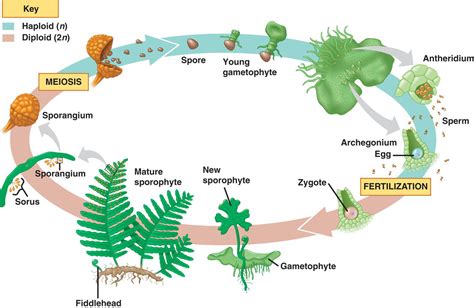 Fungi Life Cycle For Kids | www.imgkid.com The Image Kid ...