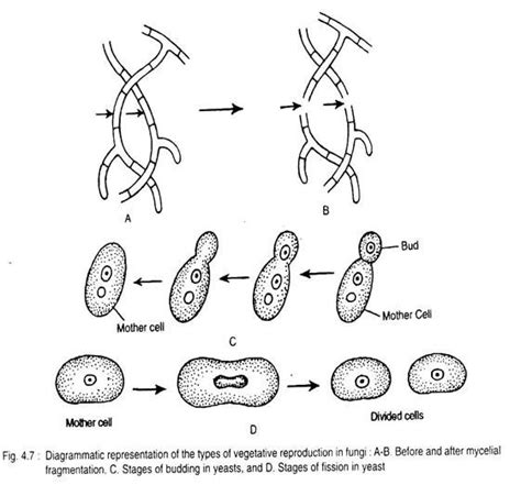 Fungi: Meaning, Characteristics and Occurrence | Botany