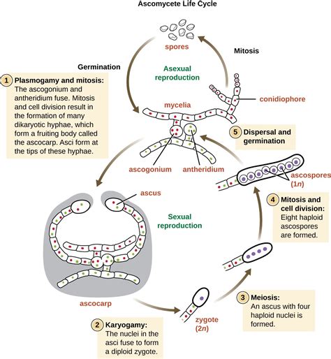 Fungi | Microbiology