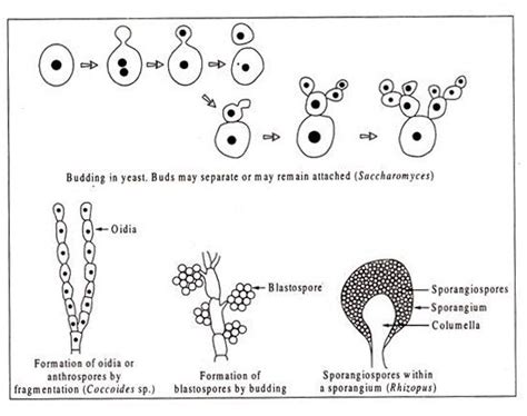 Reproduction in Fungi With Diagram | Microbiology