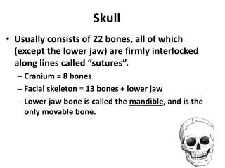 Skull