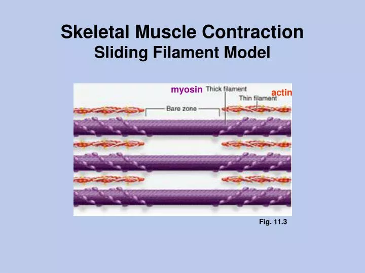 skeletal muscle contraction sliding filament model