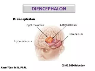 DIENCEPHALON