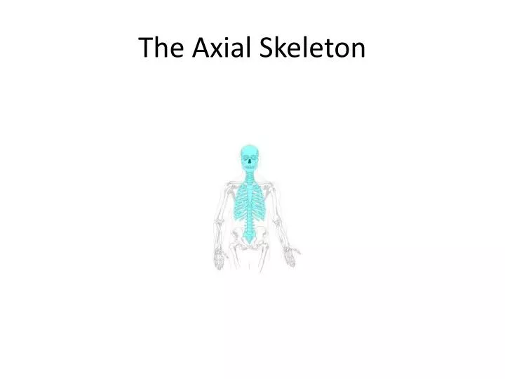 the axial skeleton