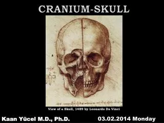 CRANIUM-SKULL