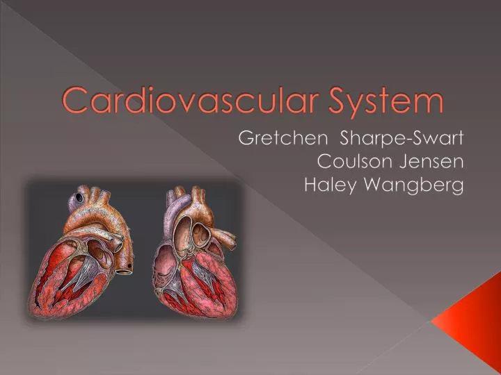 cardiovascular system