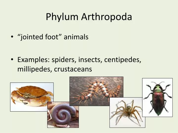 phylum arthropoda