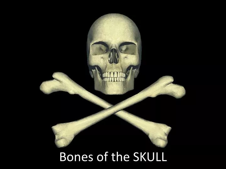 bones of the skull