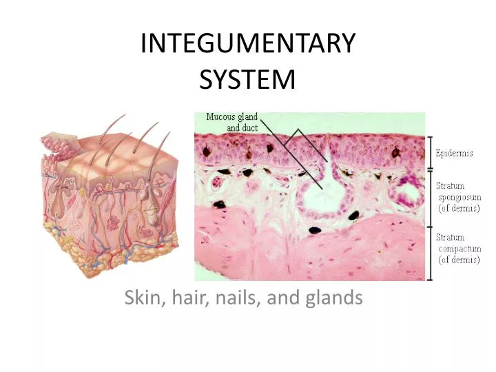 integumentary system