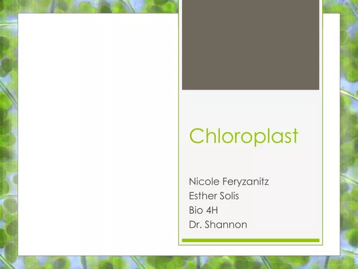 chloroplast