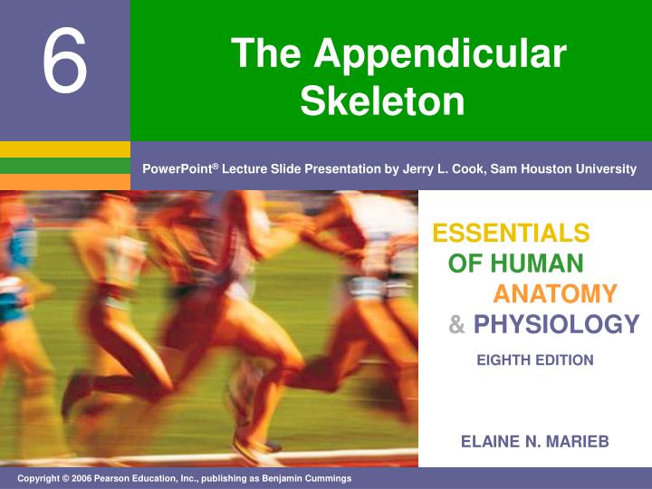 the appendicular skeleton