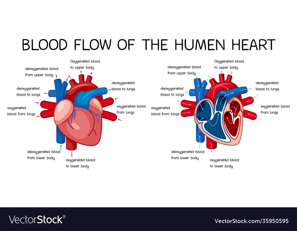 Basic Diagram Of Blood Flow Threw The Heart Blood Flow Throu