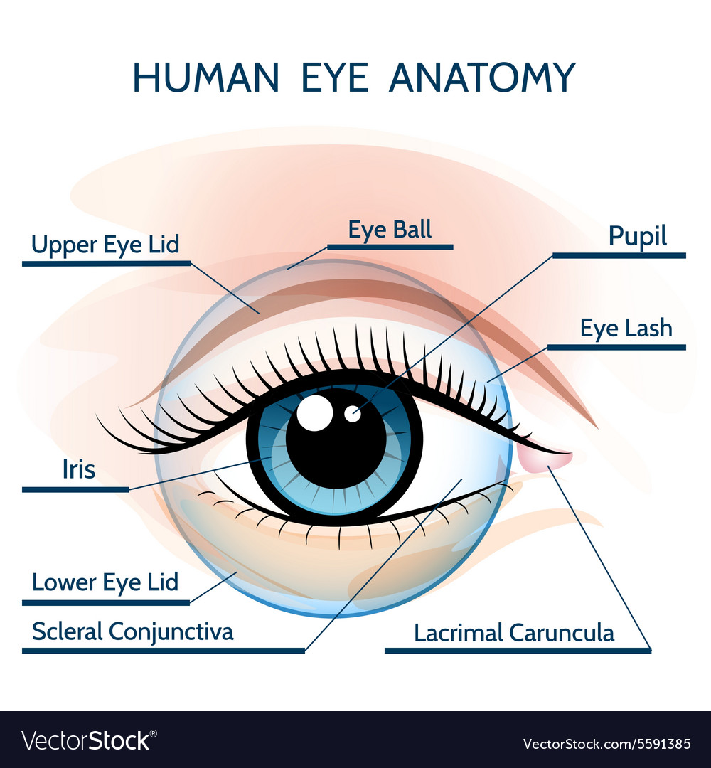 Anatomy Of The Eye