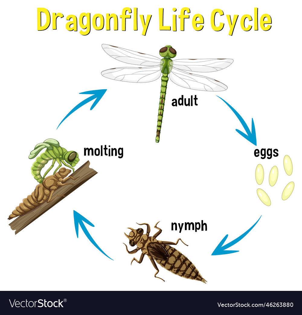 Dragonfly life cycle infographic Royalty Free Vector Image