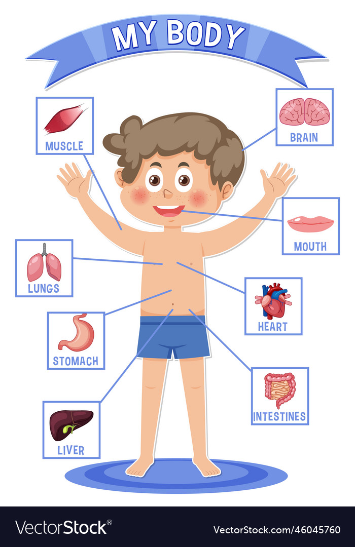 Internal organs of the body for kids Royalty Free Vector