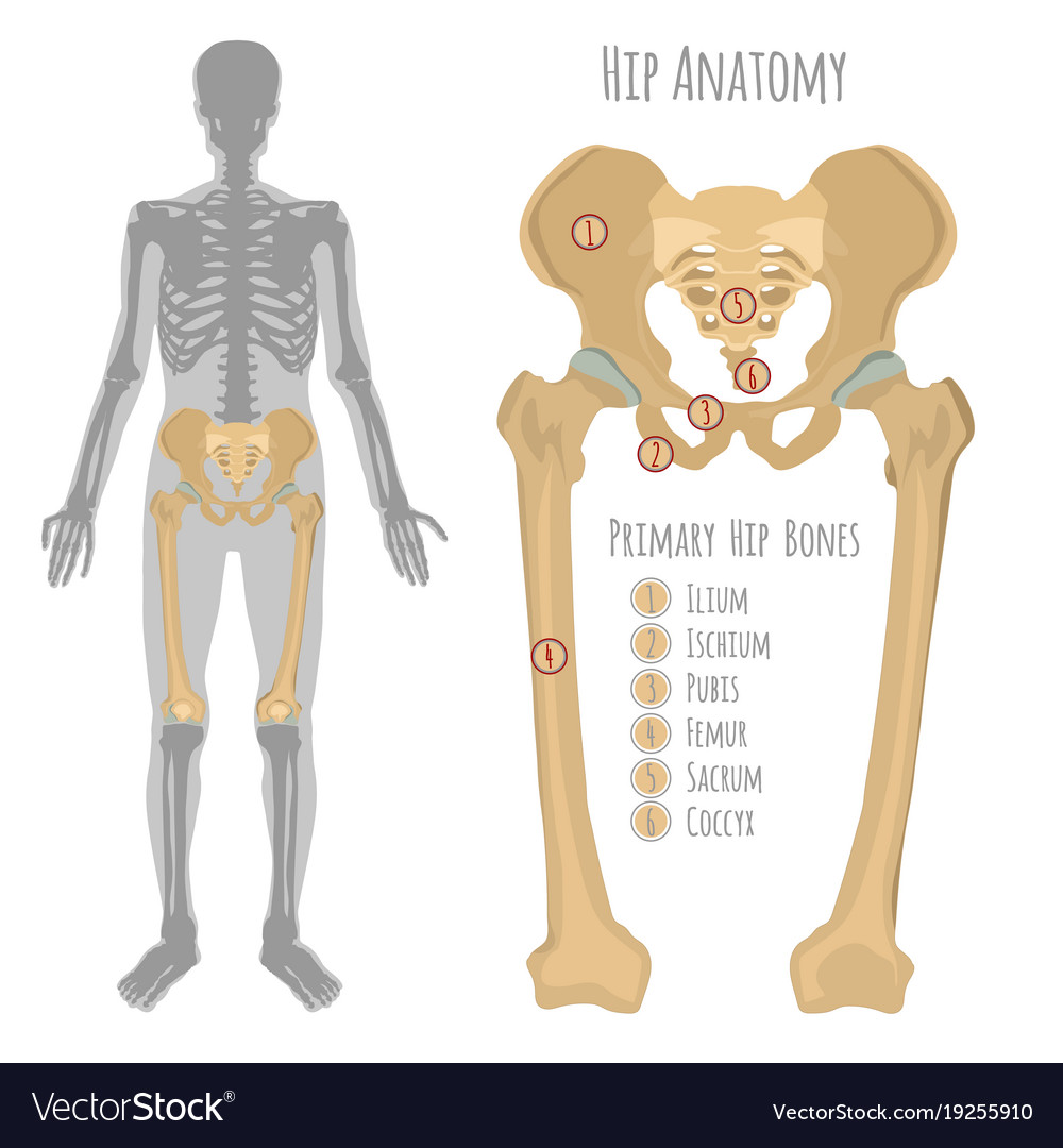 [DIAGRAM] Diagram Of Hip Structure - MYDIAGRAM.ONLINE