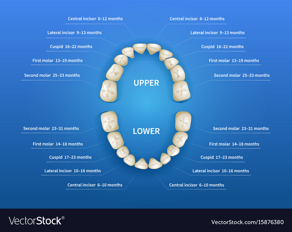 Children mouth with tooth numbering chart on blue Vector Image