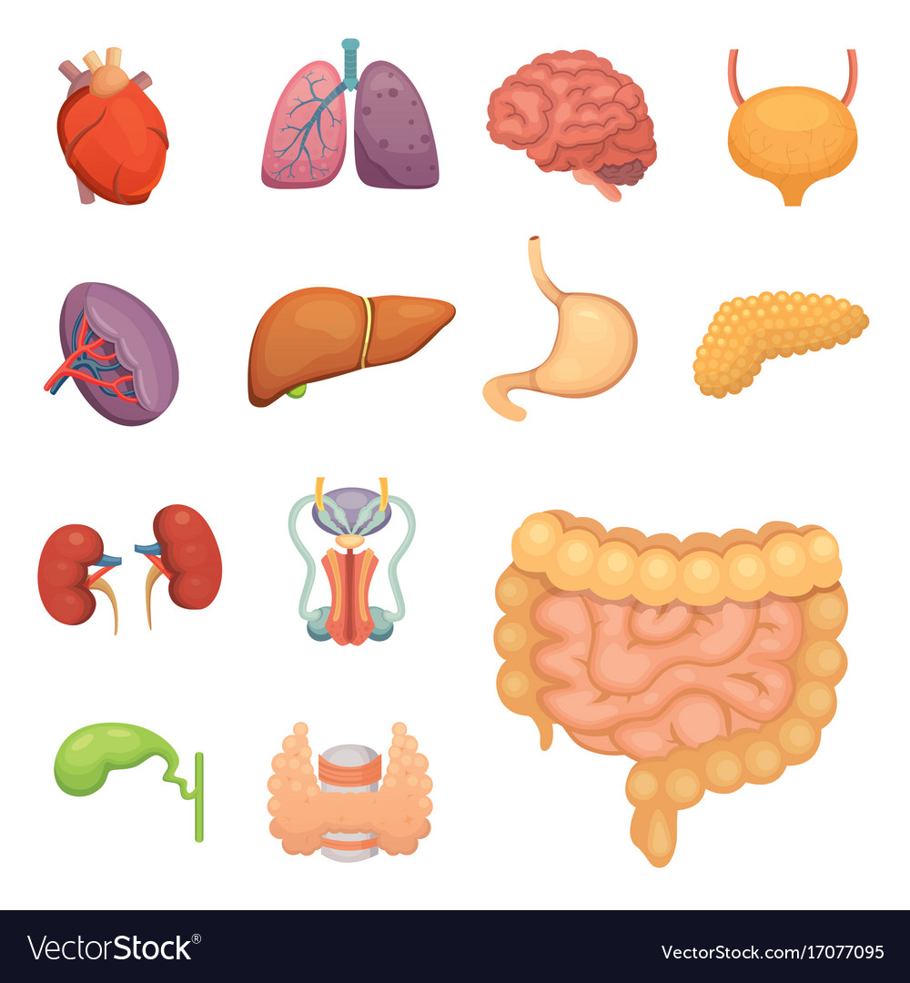 Cartoon human organs set anatomy of body Vector Image