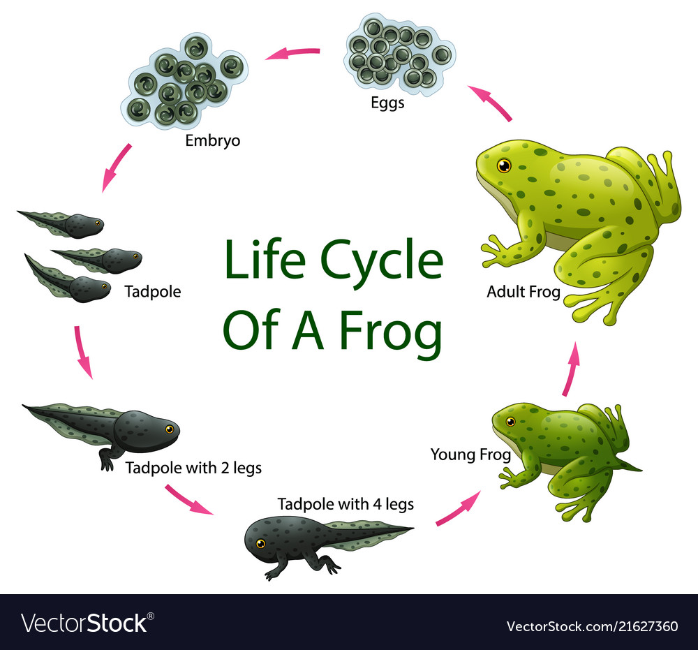 Illustration Of Frog Life Cycle Vector Illustration Of Frog Life Cycle ...