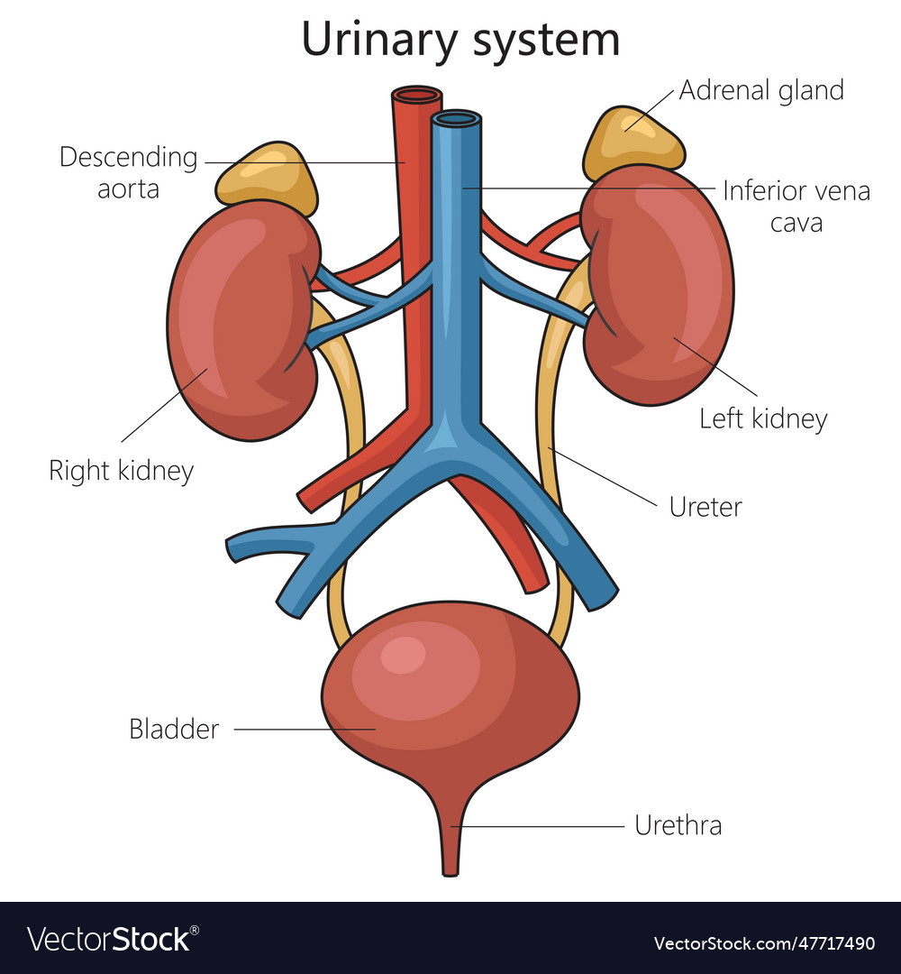 Diagram Of The Urinary System