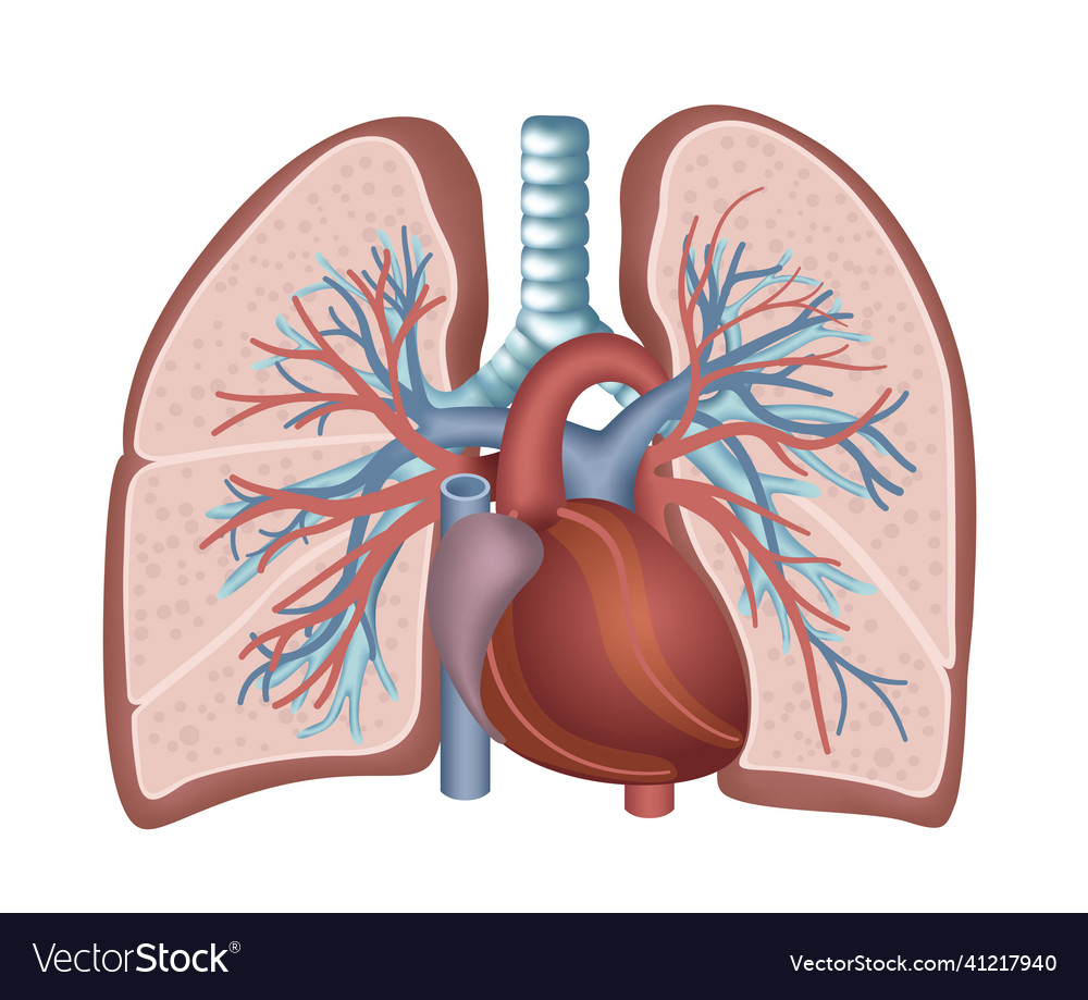 Heart And Lungs Diagram