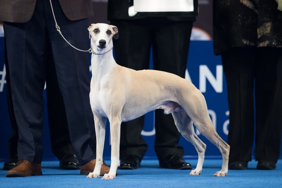 national dog show