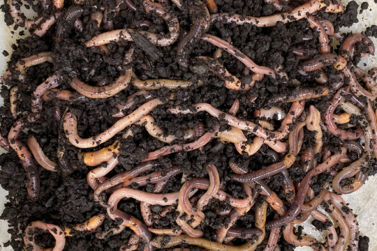 This Villanova Researcher Is Using Earthworms to Create a Human Blood ...