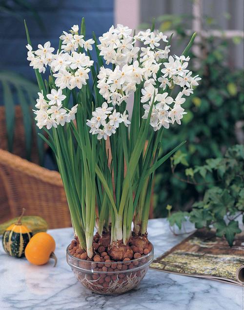 faq-indoor-flower-bulbs5.jpg