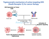 Tigatuzumab Biosimilar: Harnessing DR5 for Targeted Cancer Therapy