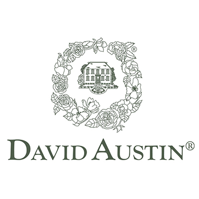 David Austin Roses