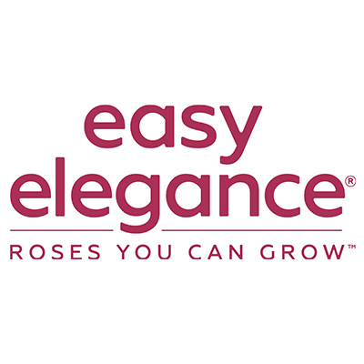 Easy Elegance Roses