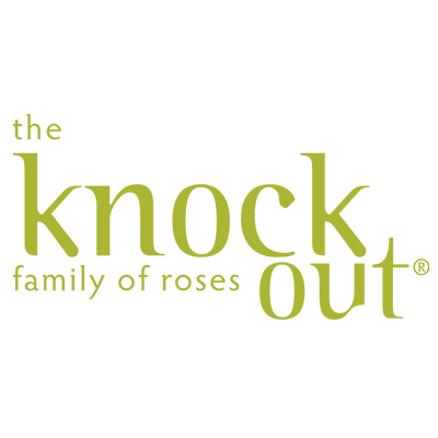 Knock Out Roses