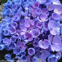 blue hydrangea flowers