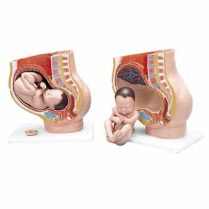 Pregnancy and Birth Models