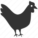 chicken, hen, agriculture, bird, farm, meat, cock