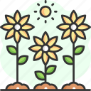 sunflower, garden, nature, botanical, blossom