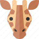 giraffe, africa, zoo, animal, mammal, cute, wild