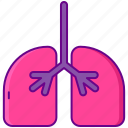 human, lungs, organ