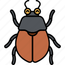 beetle, bug, insect, animal