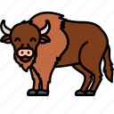 bison, buffalo, bull, animal