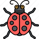 bug, insect, ladybug, animal